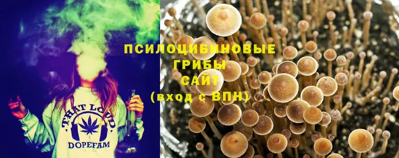 Псилоцибиновые грибы Psilocybine cubensis  купить  сайты  Еманжелинск 